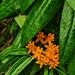 Butterfly Milkweed