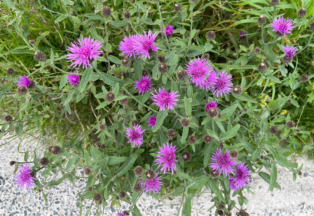 Lesser Knapweed by lifeat60degrees