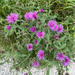 Lesser Knapweed