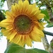 Surprise Sunflower