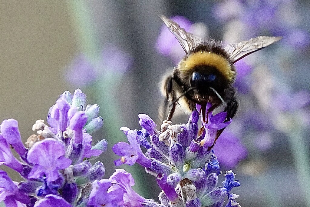 Back to the Bees by carole_sandford