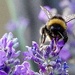 Back to the Bees