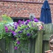 Unidentified weed in the planter