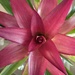 Bromelaid by shutterbug49
