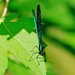 Ebony Jewelwing by ljmanning