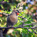 Female Cardinal  by pdulis