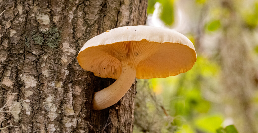 Mushroom on the Side of the Tree! by rickster549