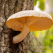 Mushroom on the Side of the Tree!