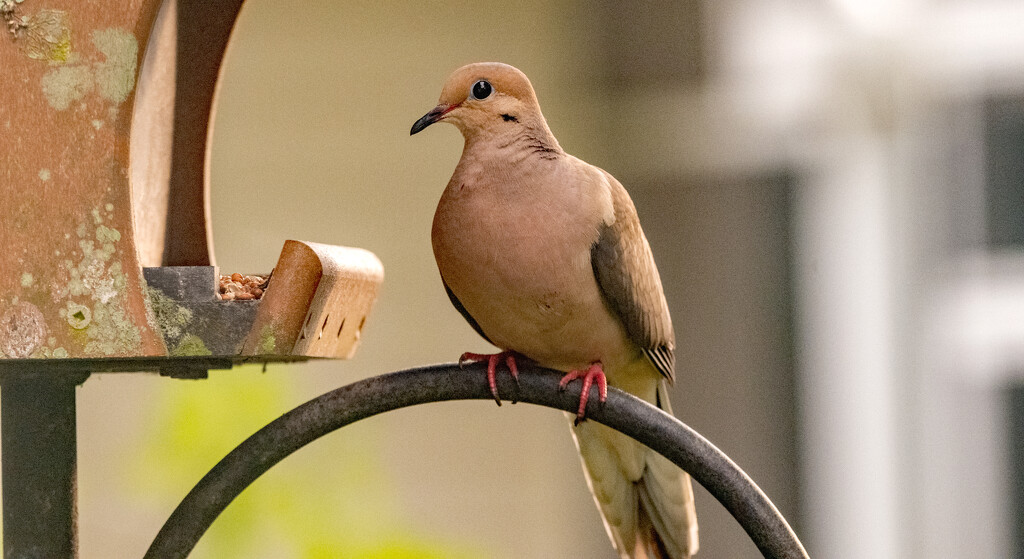 The Dove Out the Back Window! by rickster549