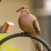 The Dove Out the Back Window!