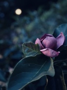 16th Jul 2025 - Magnolia in July