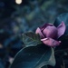 Magnolia in July