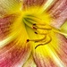 Day Lily