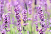 17th Jul 2025 - Lovely Lavender