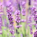 Lovely Lavender