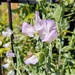 Sweet peas