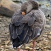 Help, Mama, I put my head on backwards.... by casablanca