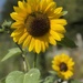 Sunflowers by jeremyccc