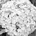 Goodness, gracious, great balls of ... hydrangea by lizgooster