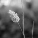 Whimsical by juliedduncan