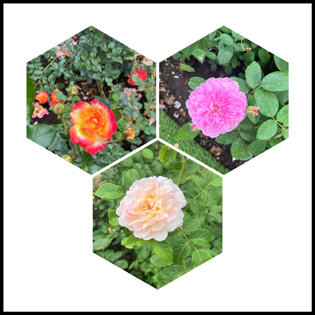 Mid Summer Roses by foxes37