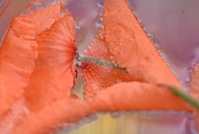 17th Jul 2025 - Poppy~~~~~