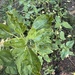 Starting sunflower head