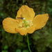 Hover fly on yellow poppy by helstor365