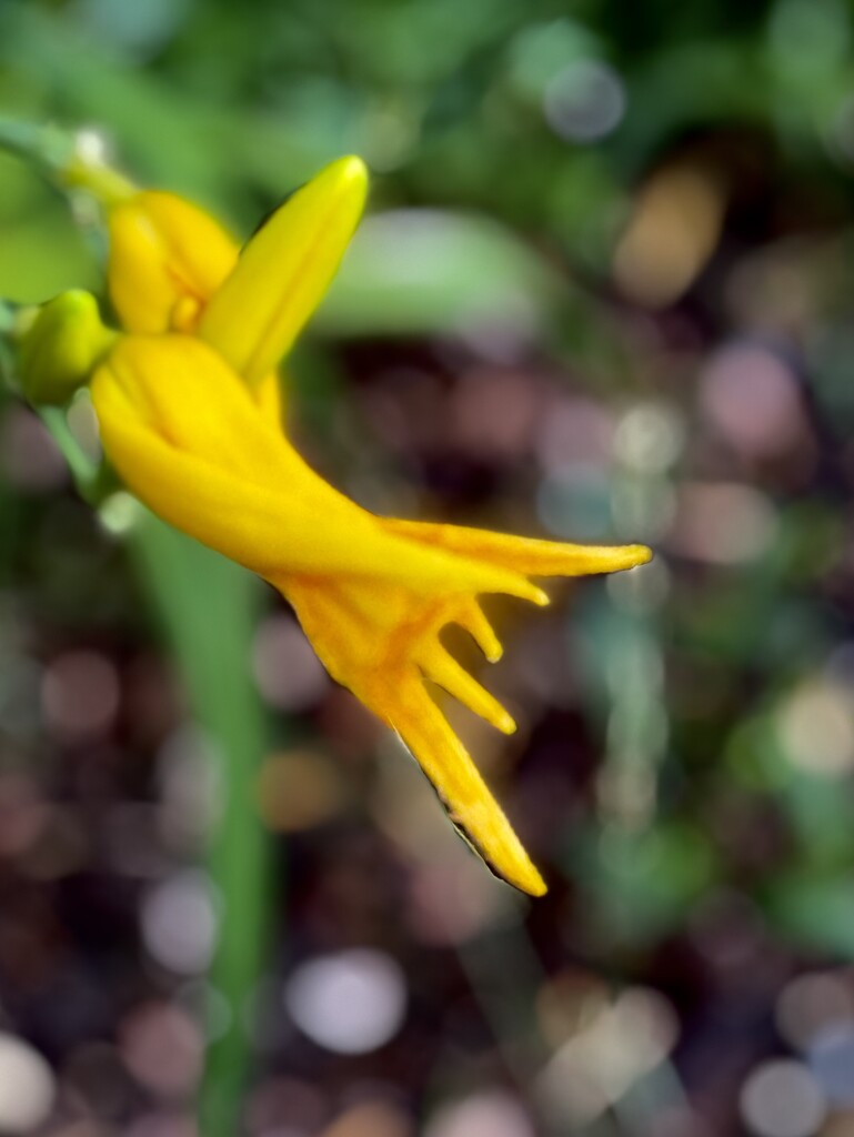Yellow Lily Unfurling  by rensala