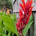 More colour in the garden  by boxplayer