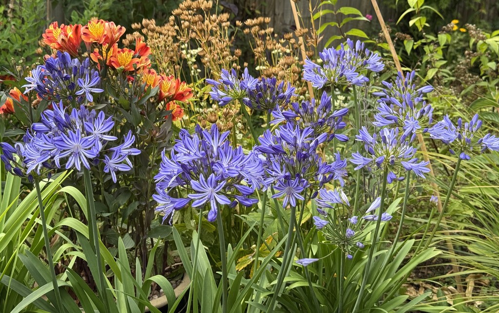 My Fabulous Agapanthus by susiemc