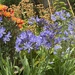 My Fabulous Agapanthus by susiemc