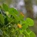 My Reviving Nasturtium...