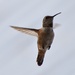 Pretty Little Hummer...