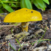 Suillaceae