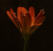 15th Jul 2025 - Daisy~~~~~