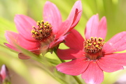 16th Jul 2025 - Cosmos in the garden~~~~~
