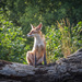 A young fox by haskar