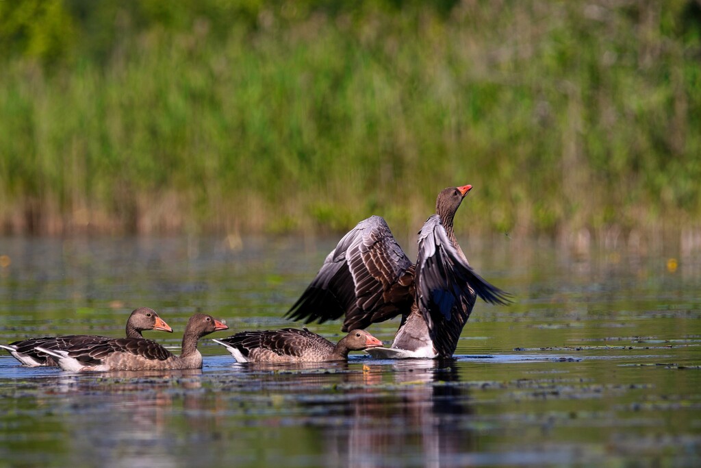 Geese by okvalle