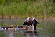 17th Jul 2025 - Geese