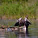 Geese