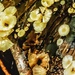 Fungi