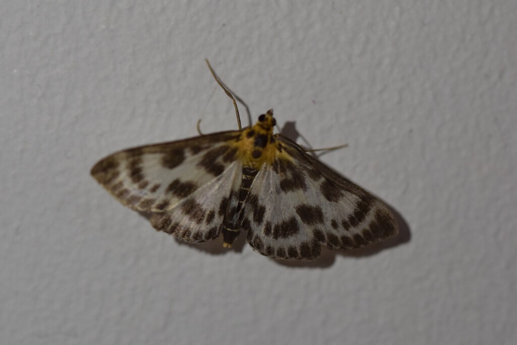 Moth by dragey74