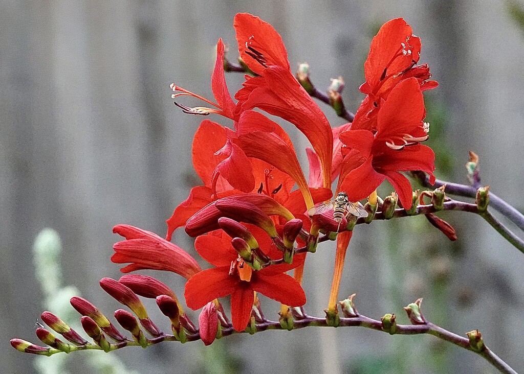 Crocosmia by carole_sandford