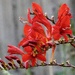 Crocosmia