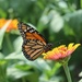 First Monarch by 365projectorgheatherb
