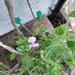 a sweat pea