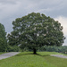 Tappahannock Oak XIII