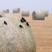 hayfield gathering by aecasey
