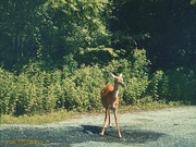 17th Jul 2025 - Thirsty 